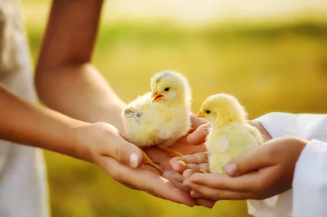 Twee paar kinderen handen houden twee kuikens vast