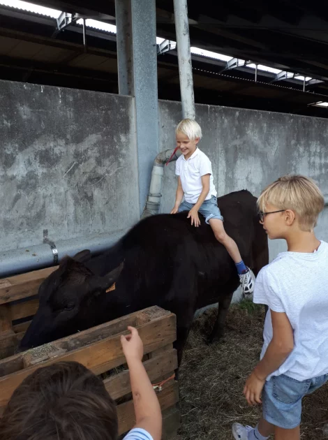 Jongetjes zit op een koe in de stal